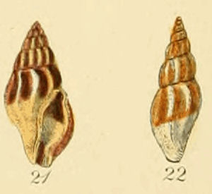 Mangelia costata